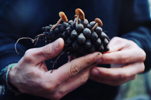 Pinecone Fungi